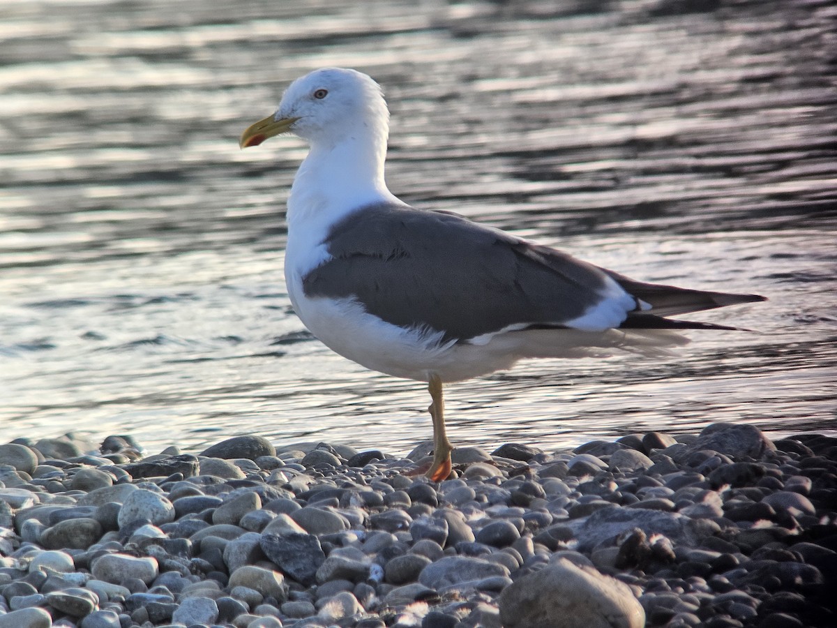 小黑背鷗 - ML632488983