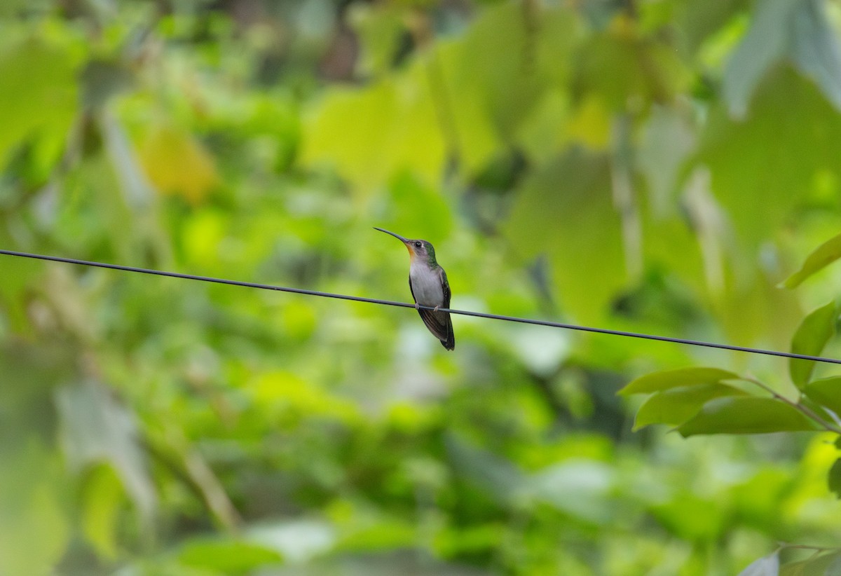 Wedge-tailed Sabrewing (Curve-winged) - ML632489022