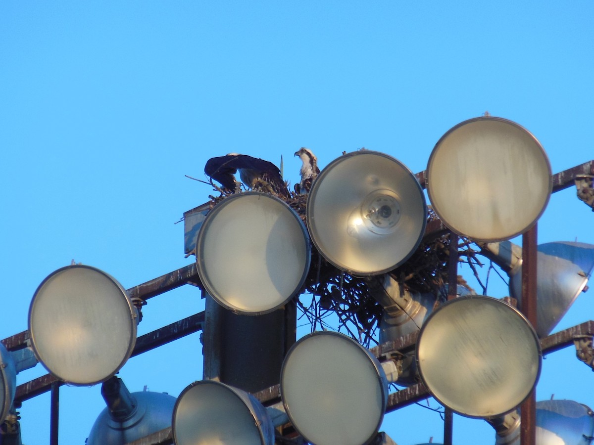 Osprey - ML632489024