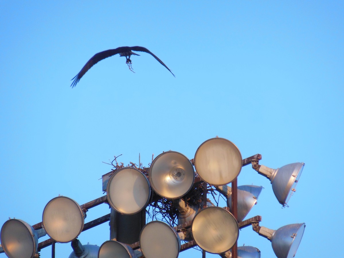Osprey - ML632489025