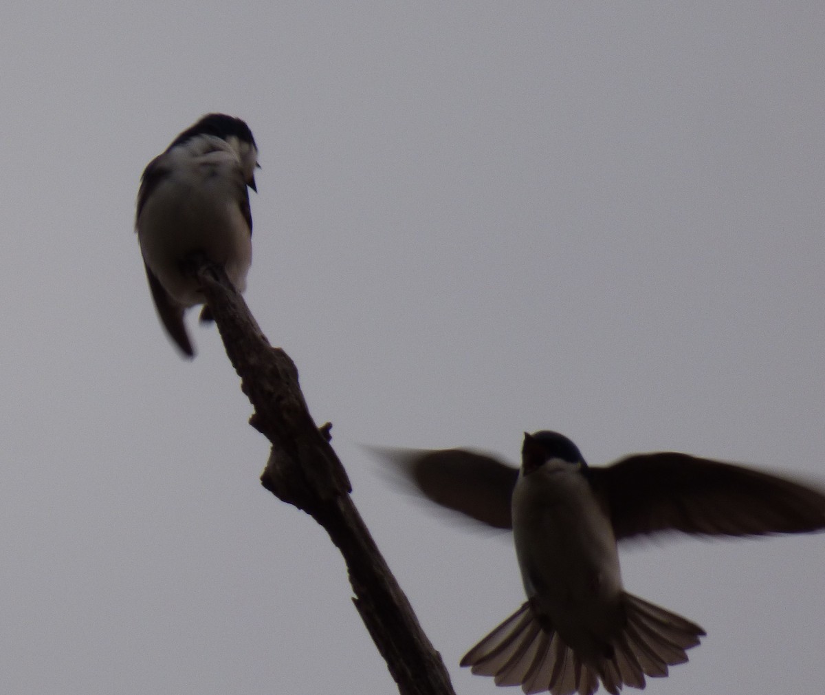 Tree Swallow - ML632489095