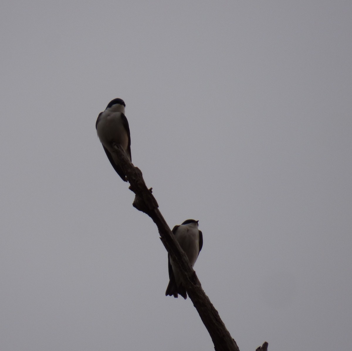 Tree Swallow - ML632489109