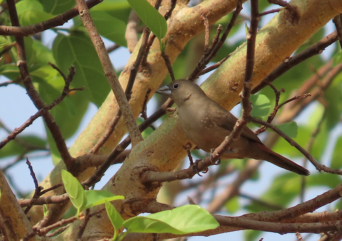 Black-faced Firefinch - ML632489133