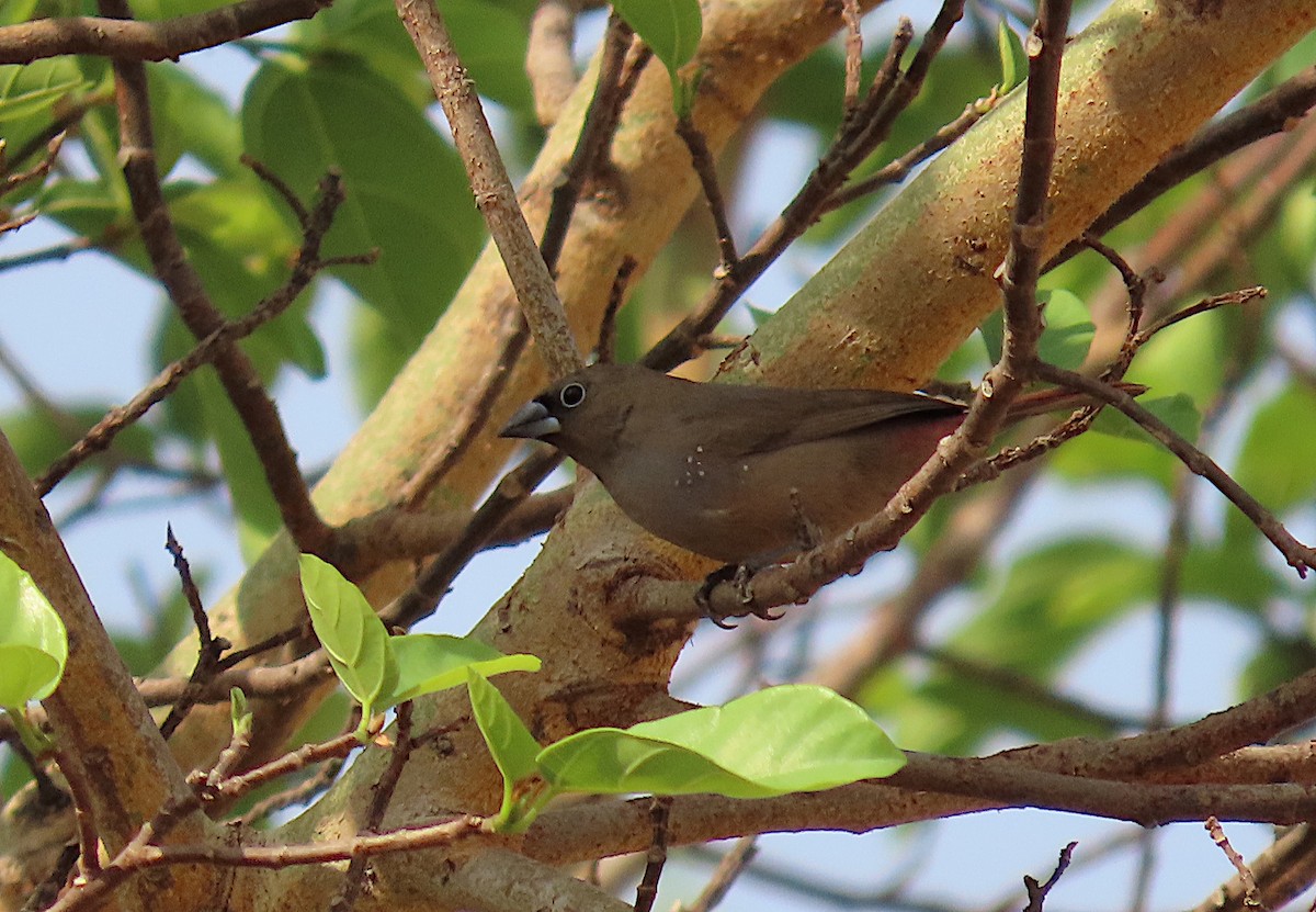 Black-faced Firefinch - ML632489156