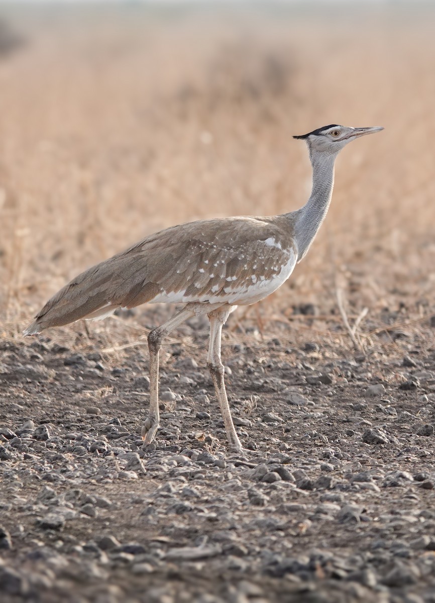 Arabian Bustard - ML632489166