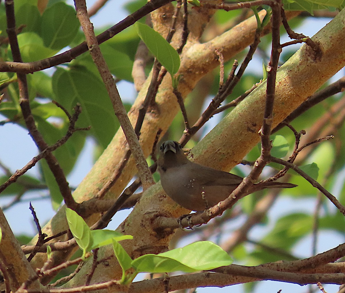 Black-faced Firefinch - ML632489172
