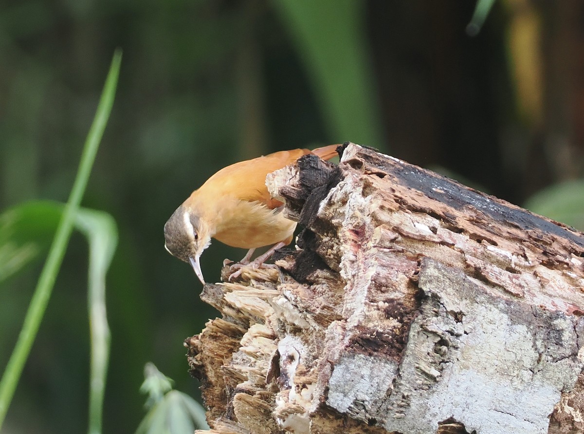 Pale-billed Hornero - ML632489189