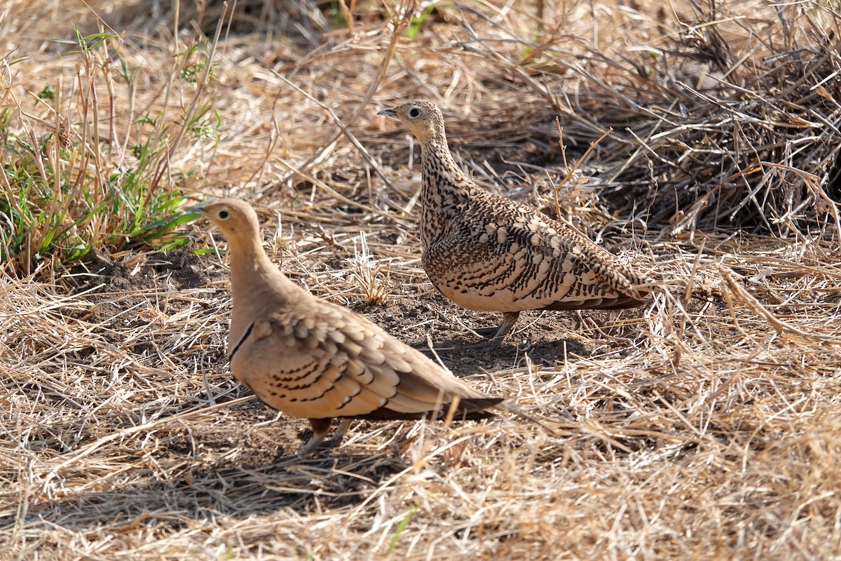 Chestnut-bellied Sandgrouse - ML632489199
