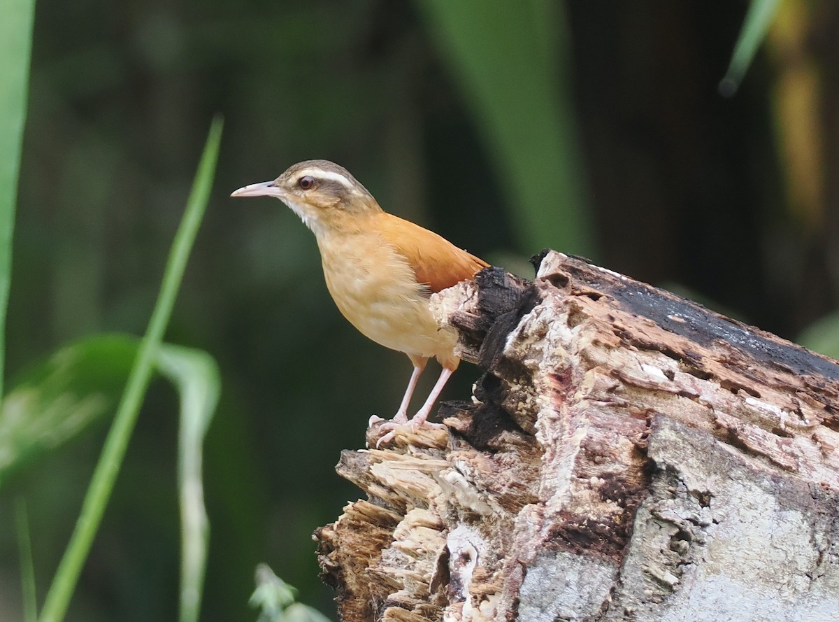 Pale-billed Hornero - ML632489213