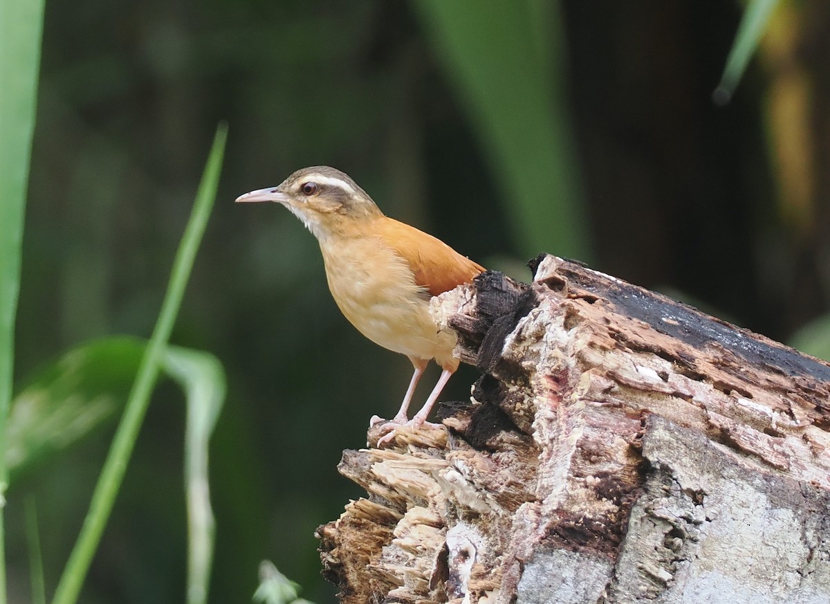 Pale-billed Hornero - ML632489217