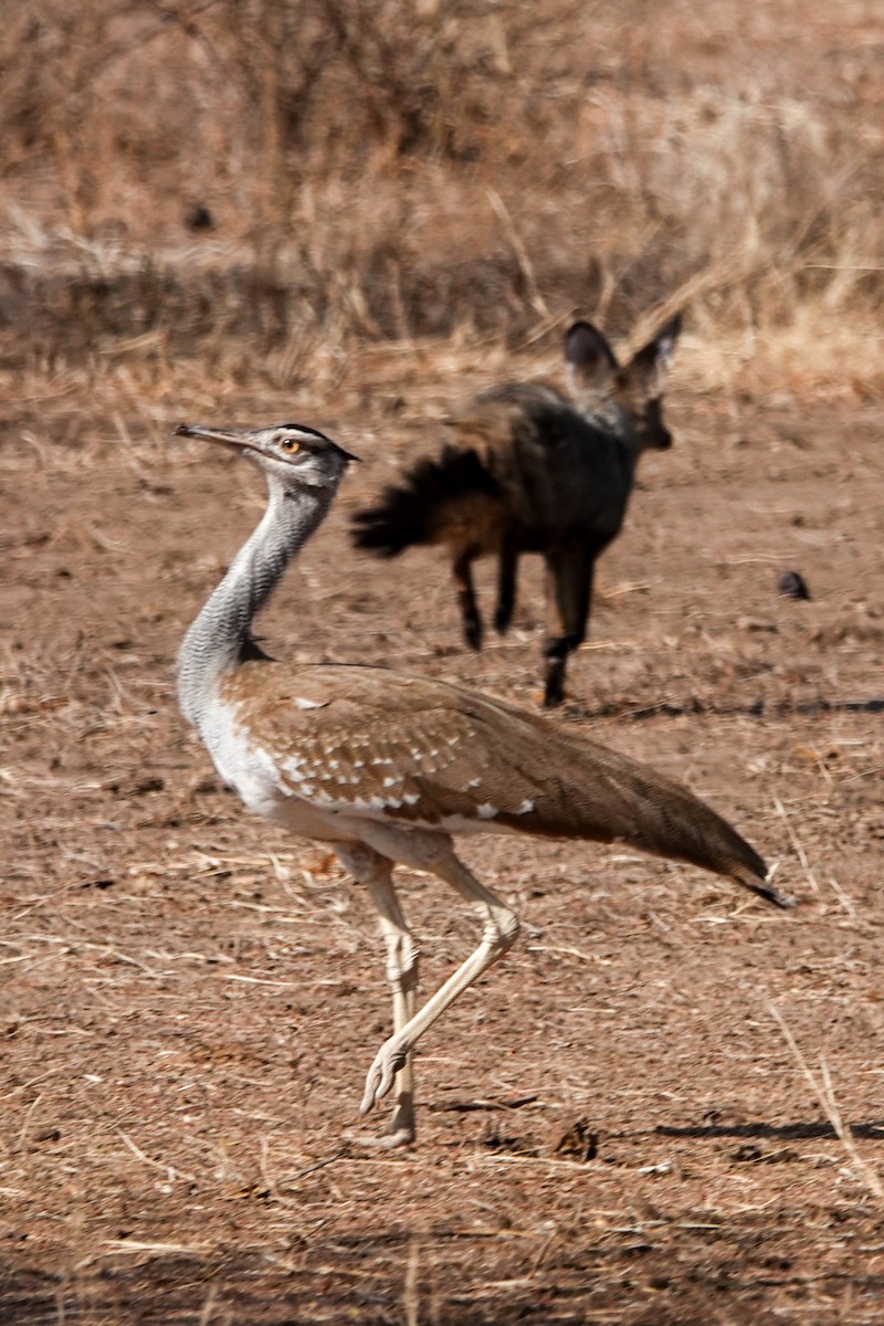 Arabian Bustard - ML632489221