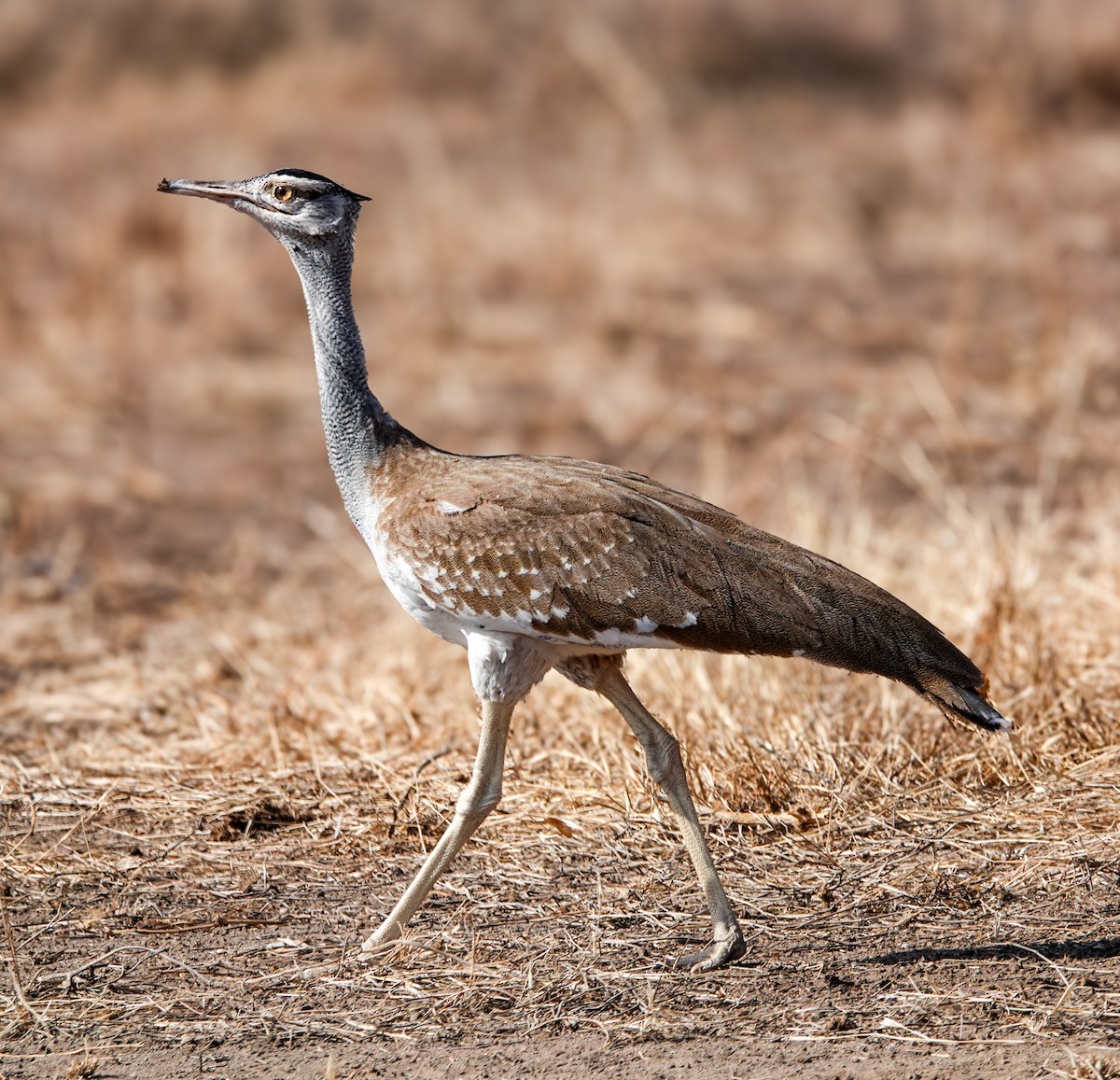 Arabian Bustard - ML632489222