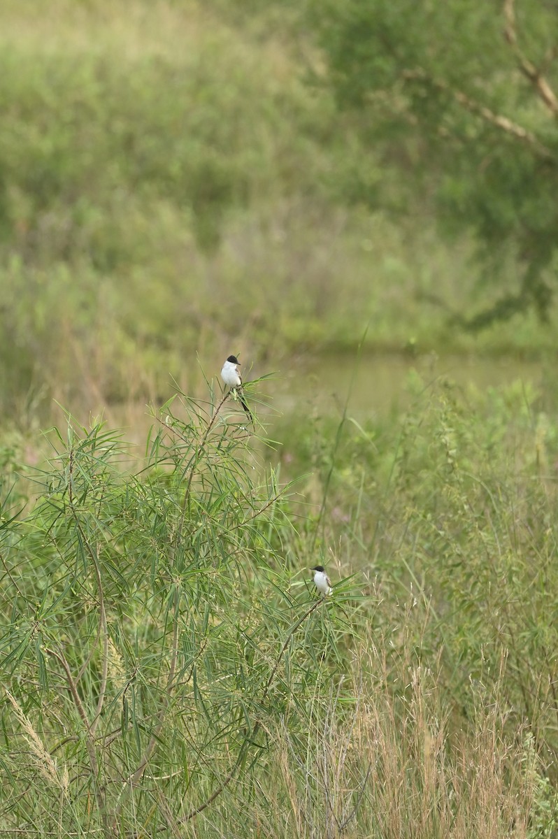 Fork-tailed Flycatcher - ML632489253
