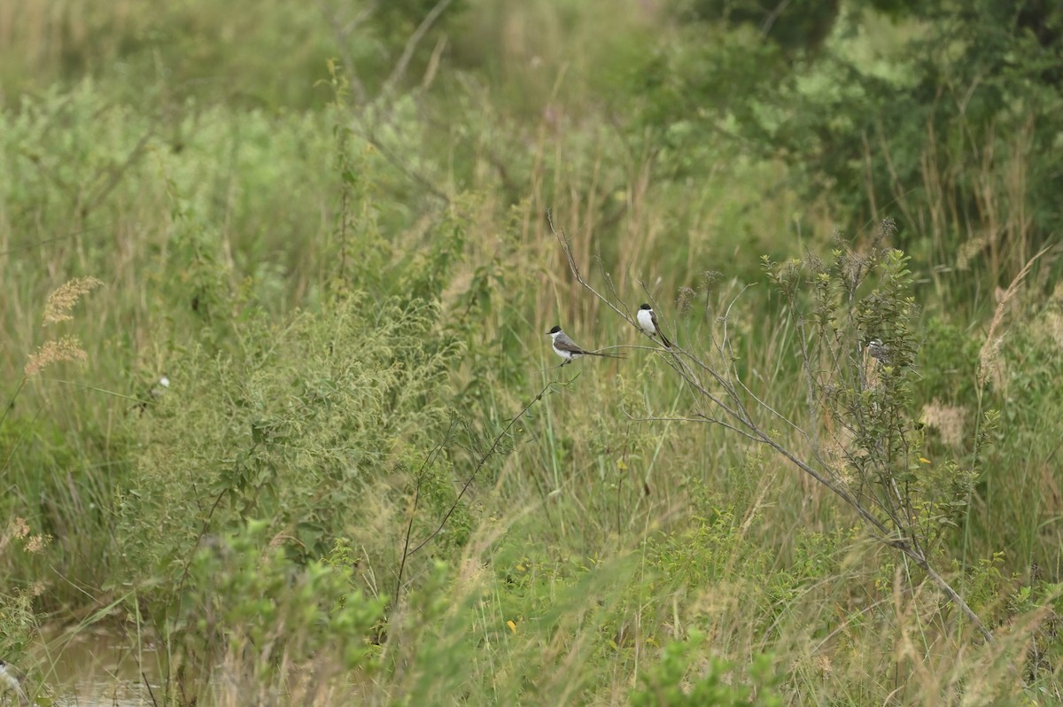 Fork-tailed Flycatcher - ML632489256
