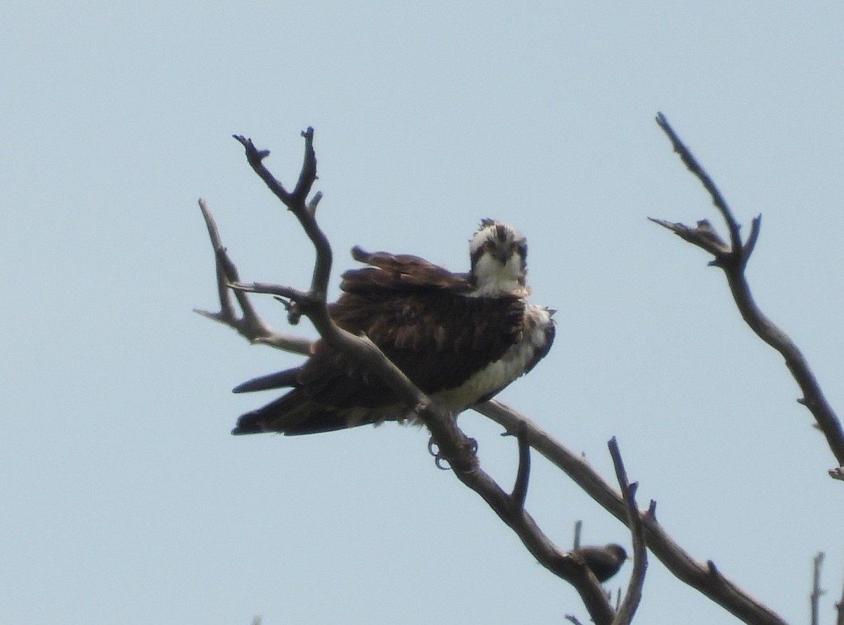 Osprey - ML632489265