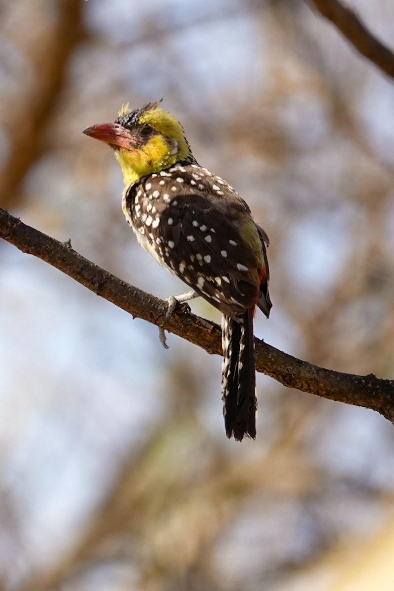 Yellow-breasted Barbet - ML632489328
