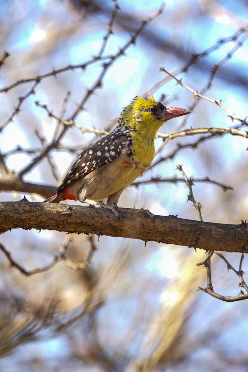 Yellow-breasted Barbet - ML632489329