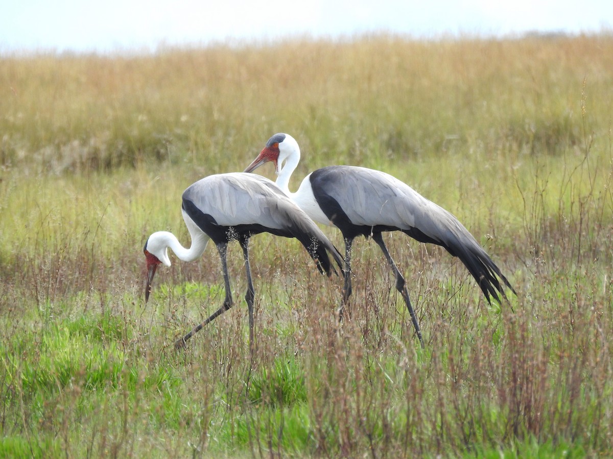 Wattled Crane - ML632489348