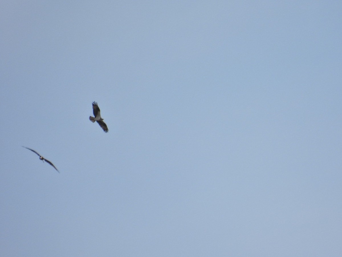Osprey - ML632489653