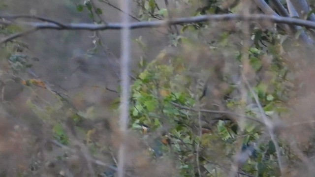 Blue-tailed Bee-eater - ML632489703