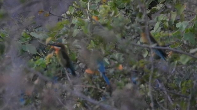 Blue-tailed Bee-eater - ML632489705