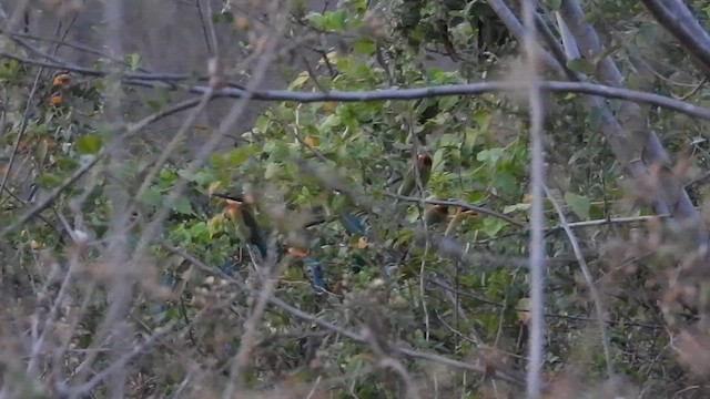Blue-tailed Bee-eater - ML632489706
