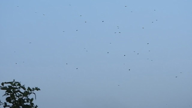 Blue-tailed Bee-eater - ML632489710