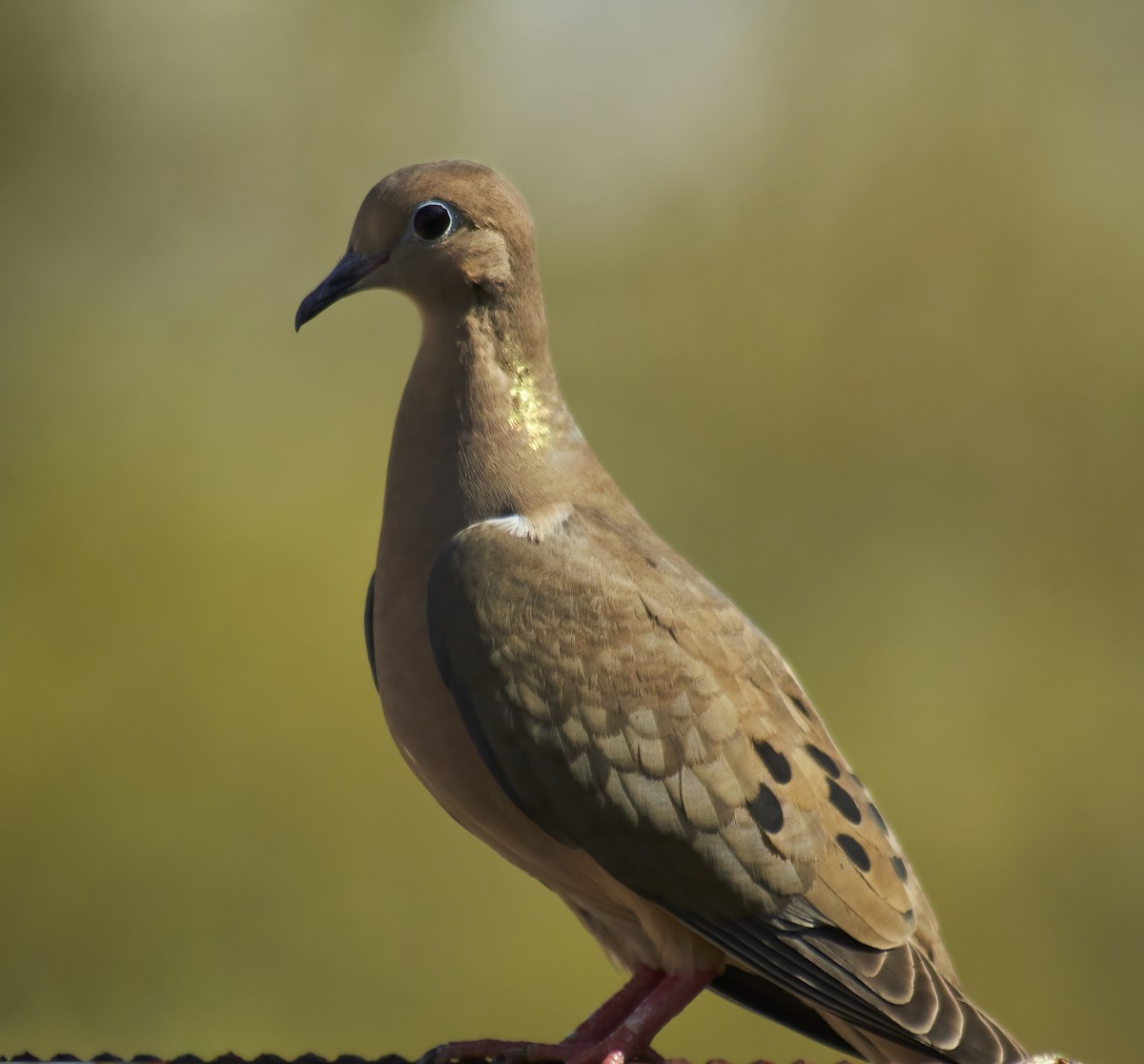 Mourning Dove - ML632489748