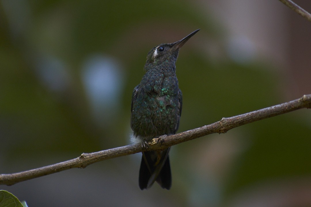 Cuban Emerald - ML632489766