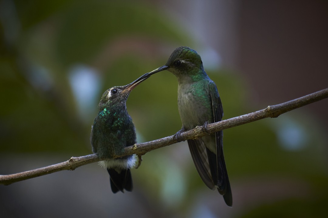 Cuban Emerald - ML632489767