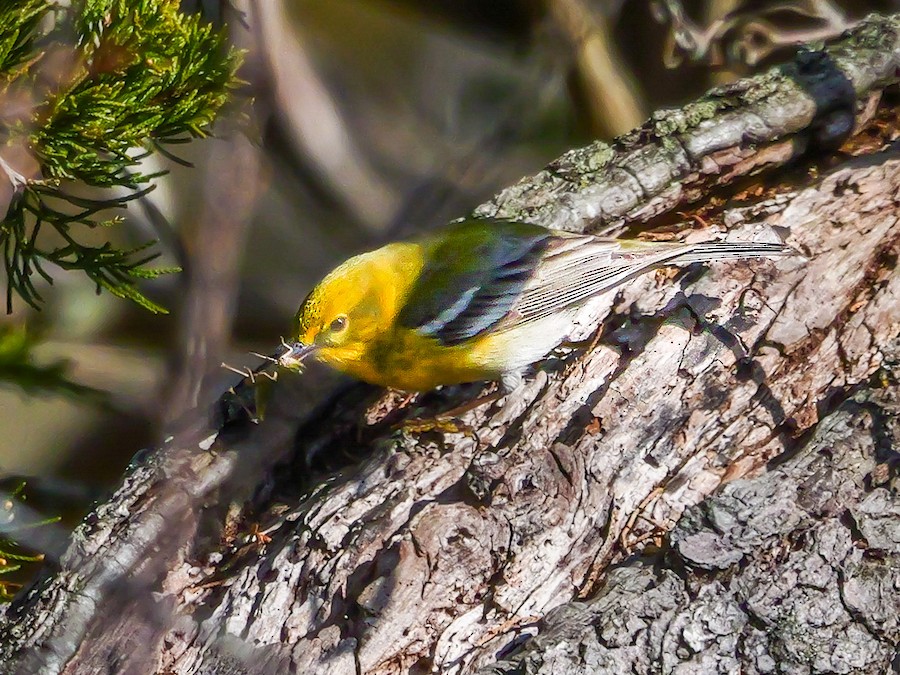 Pine Warbler - Roger Horn