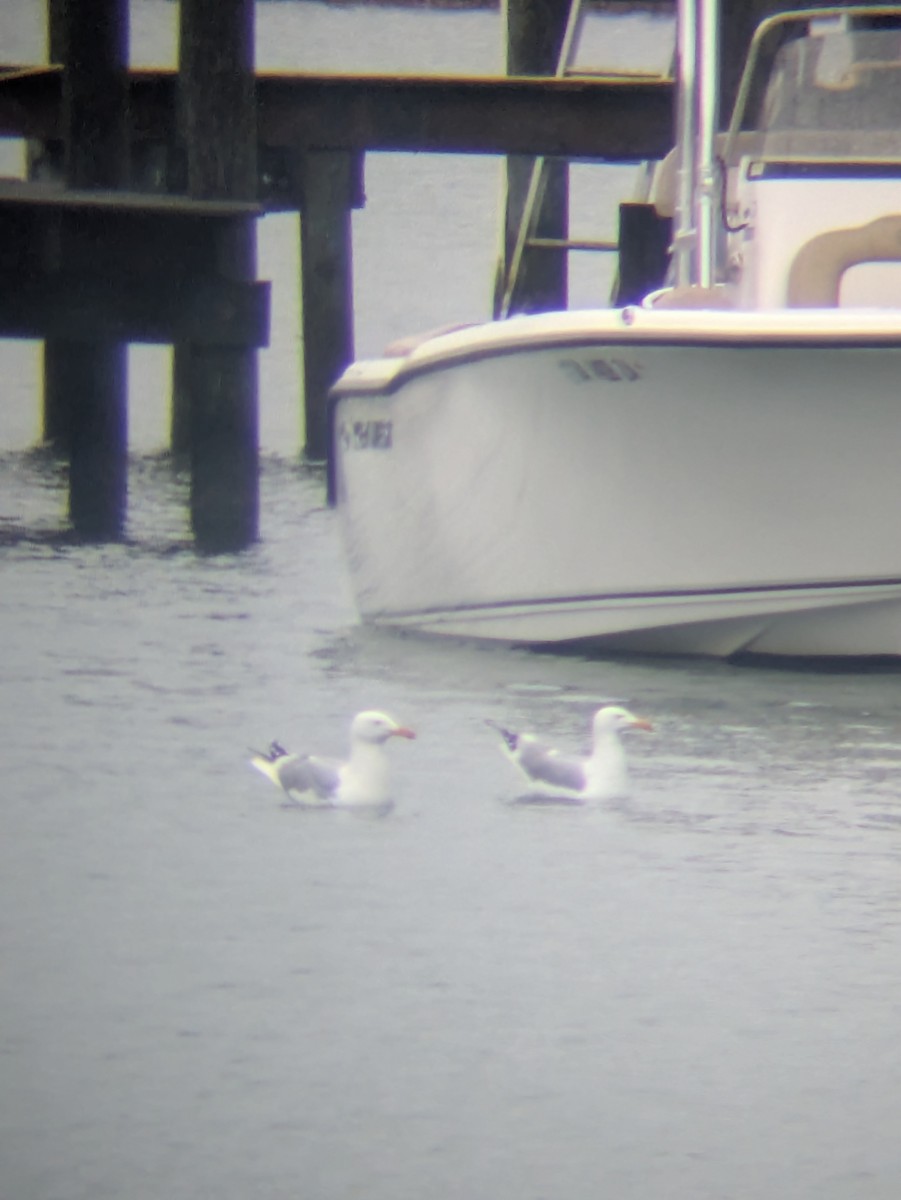 American Herring Gull - ML632489834