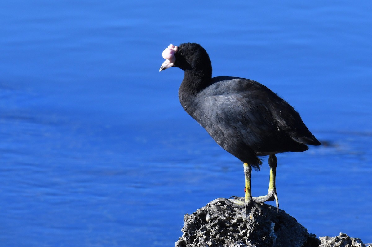 American Coot - ML632489844