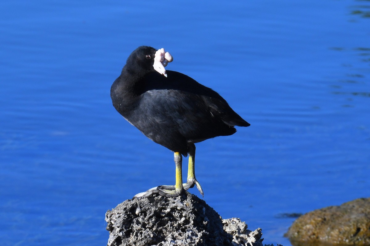American Coot - ML632489845