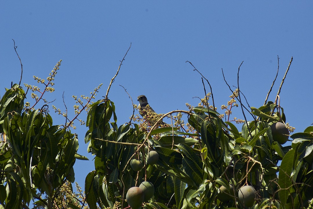 Merlin - ML632489862