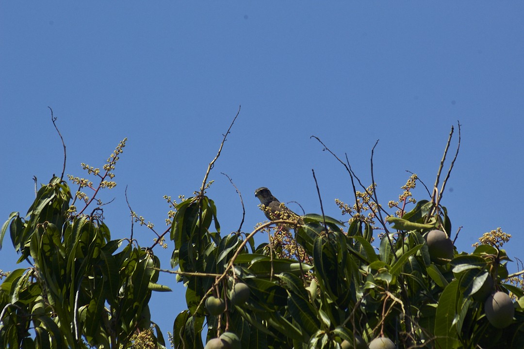 Merlin - ML632489863