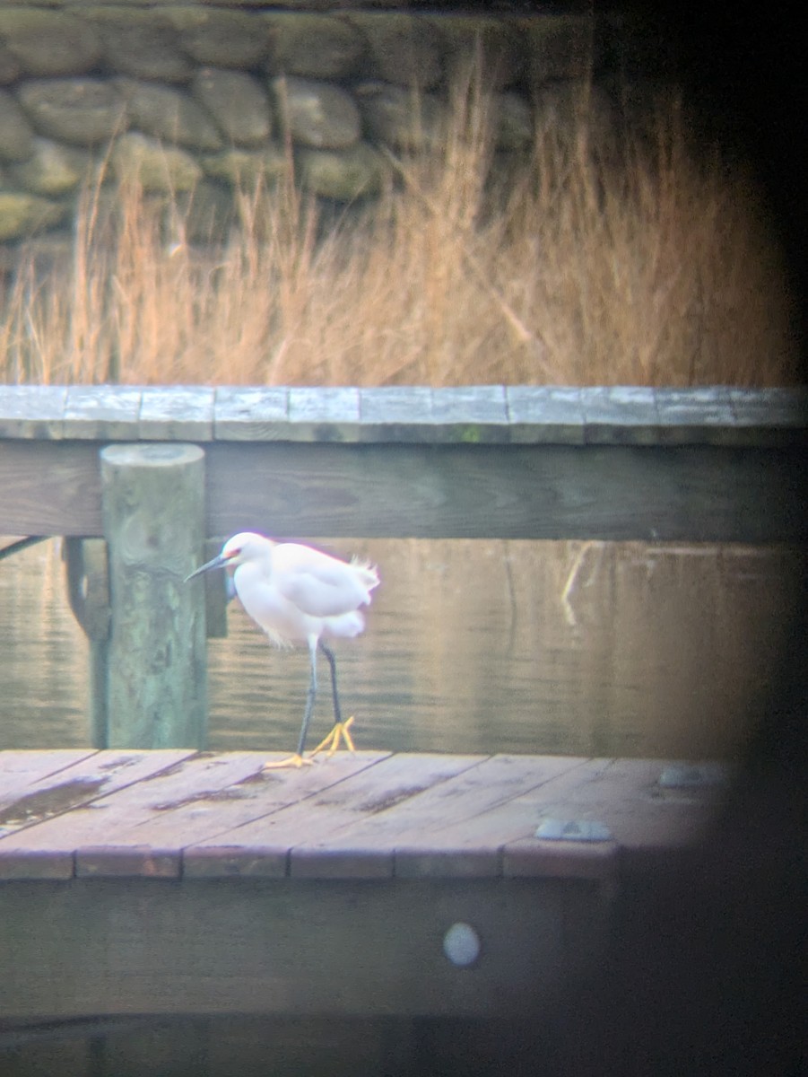 Snowy Egret - ML632489868