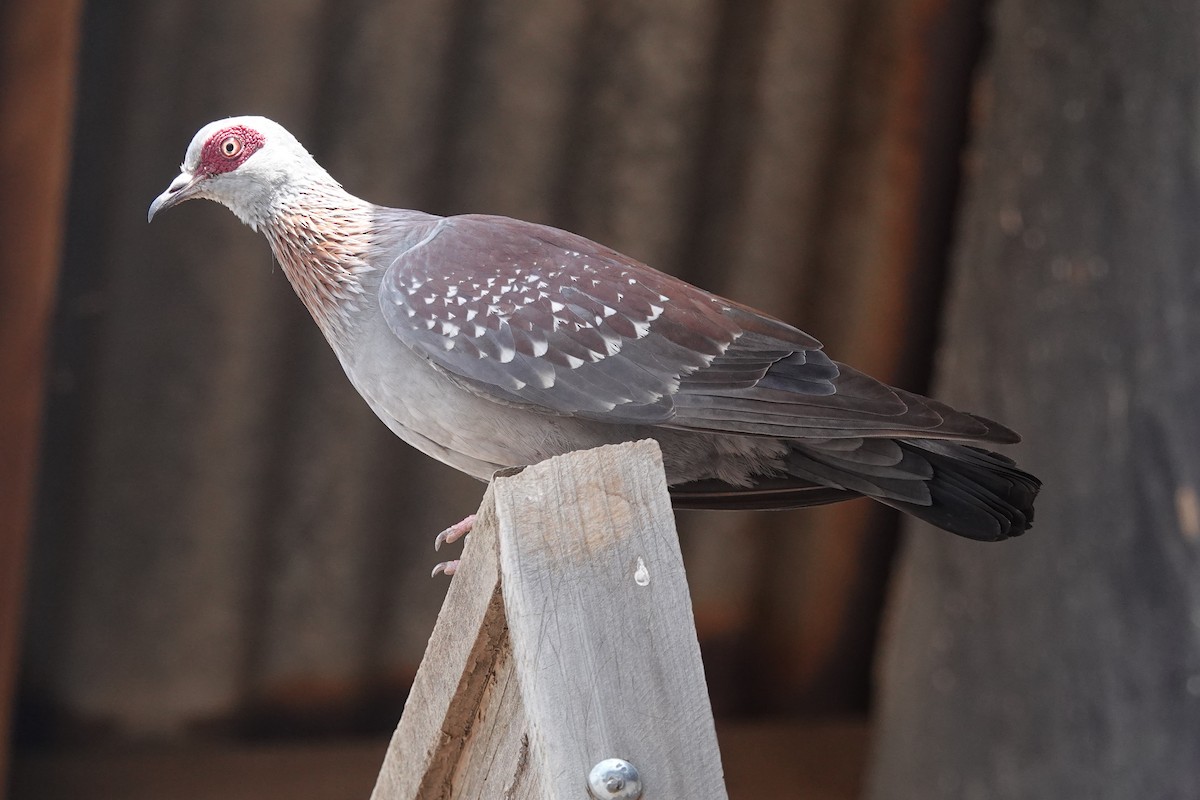 Speckled Pigeon - ML632489882