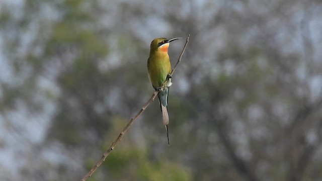 Blue-tailed Bee-eater - ML632489915