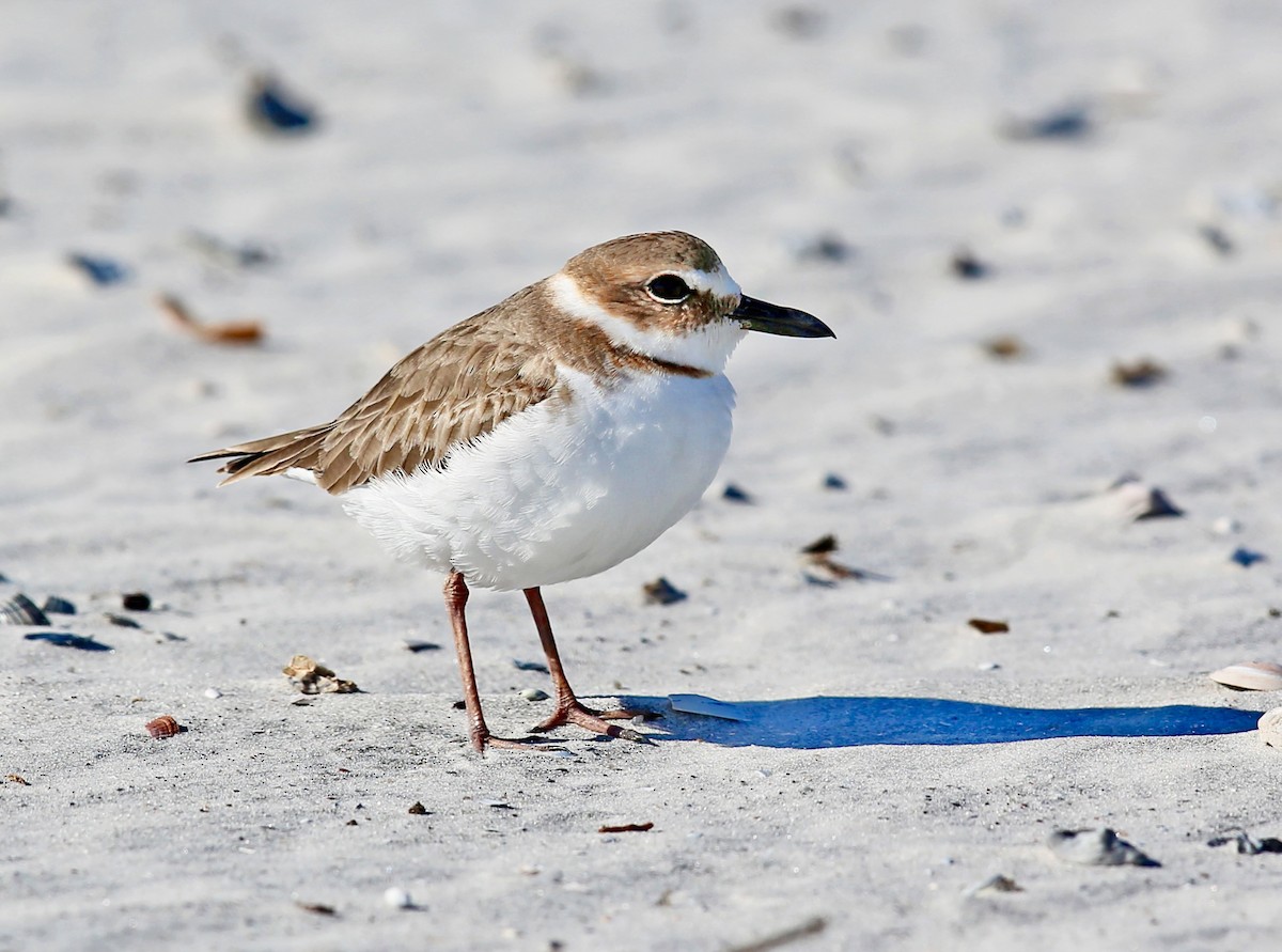Wilson's Plover - ML632489918