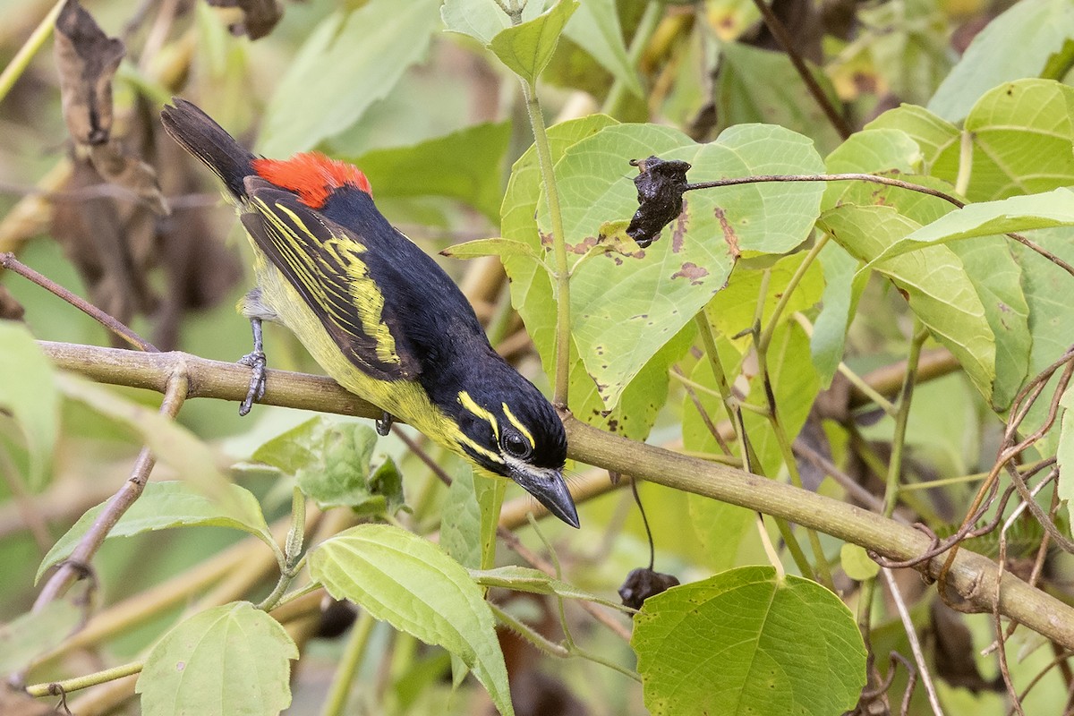 Red-rumped Tinkerbird - ML632489960