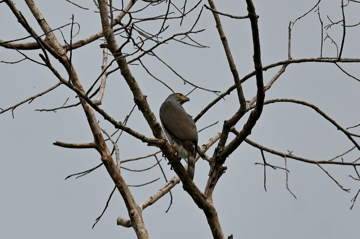 Crested Goshawk - ML632490034