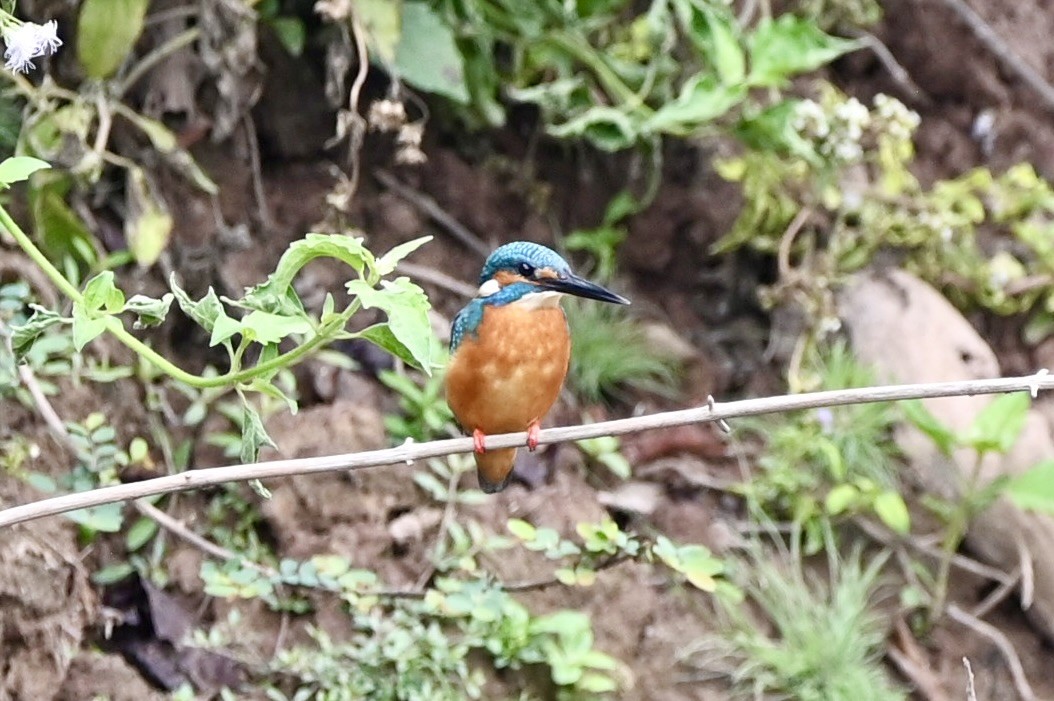Common Kingfisher (Common) - ML632490049