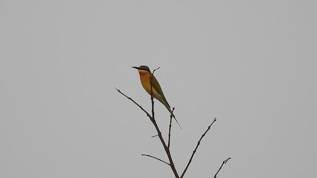 Blue-tailed Bee-eater - ML632490090