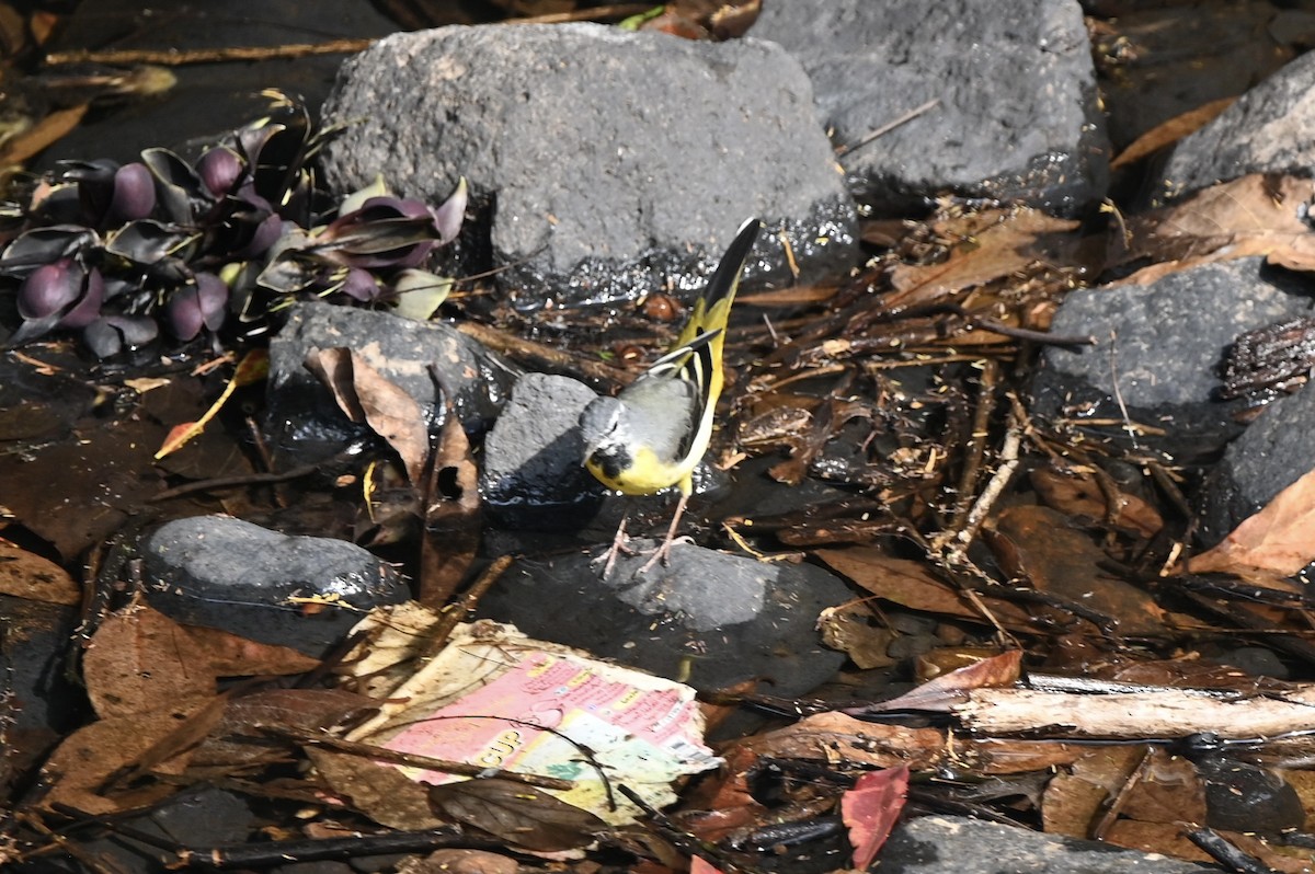 Gray Wagtail - ML632490122