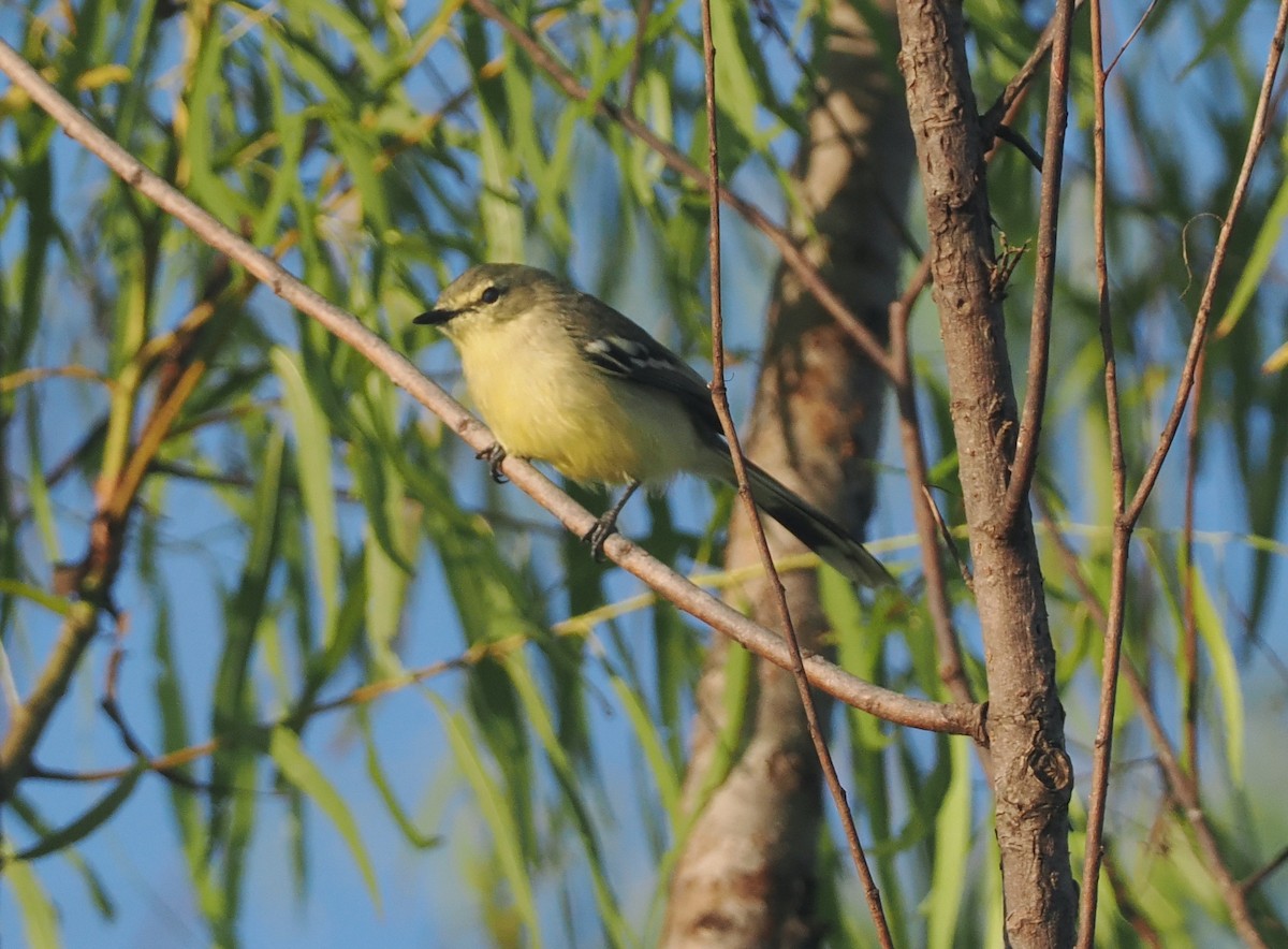 Lesser Wagtail-Tyrant - ML632490141