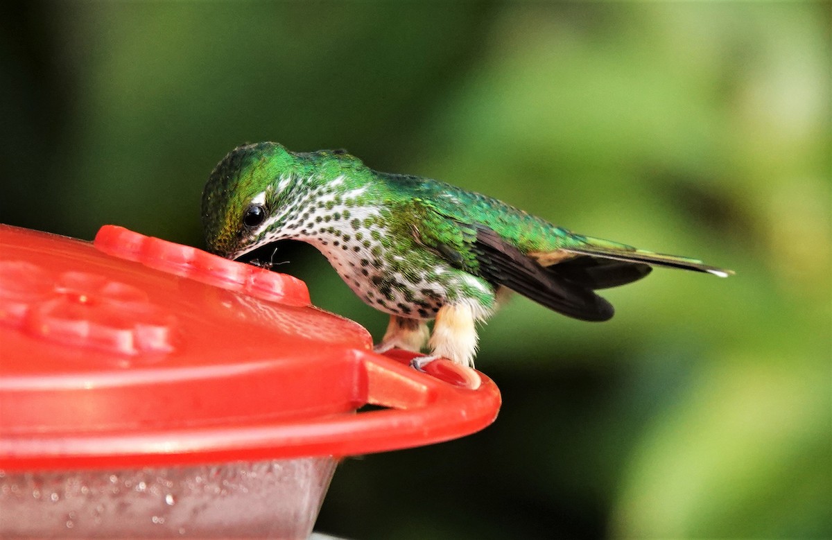Peruvian Racket-tail - ML632490143