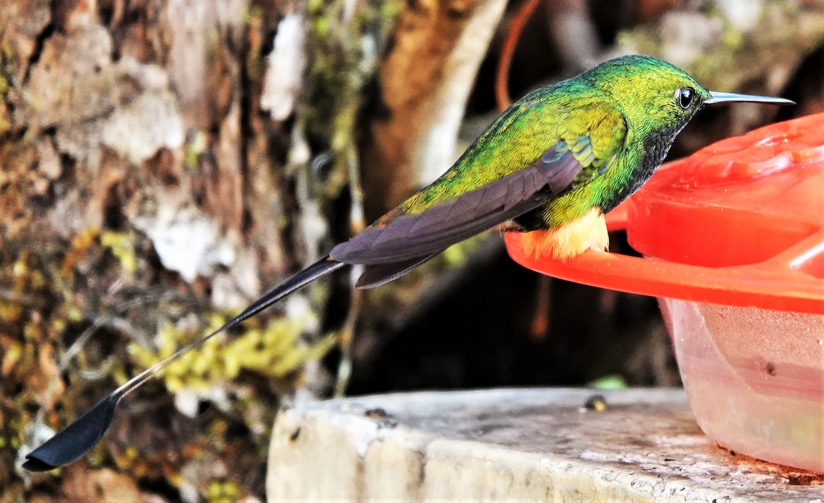 Peruvian Racket-tail - ML632490202
