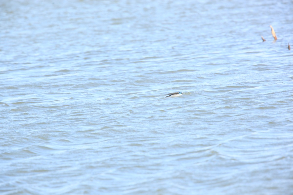Tree Swallow - ML632490324