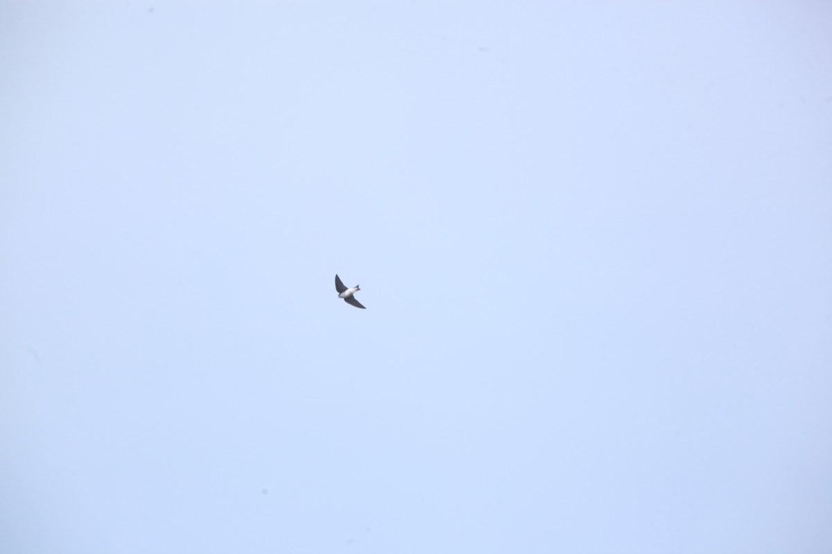 Tree Swallow - ML632490325